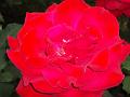 rose 027